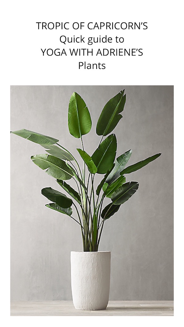The Yoga Plant - YAY for yoga! 🧘 DO NOT miss our last